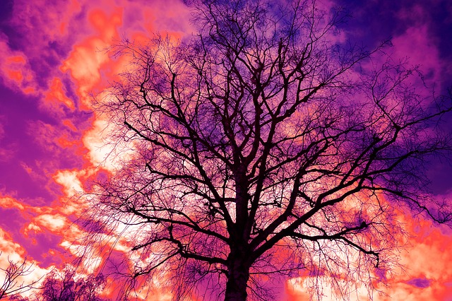 tree